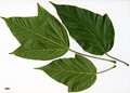 SpeciesSub: subsp. sterculiaceum